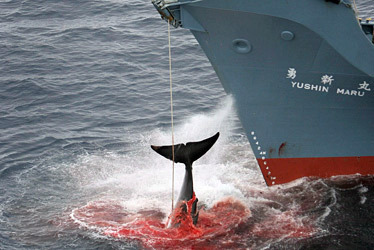 Japanese Illegal Whaling off the Coast of Antarctica