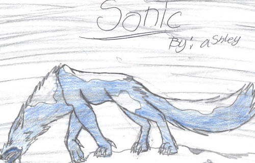 sonic the wolf
