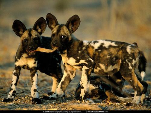  Africa's Wild Hunde
