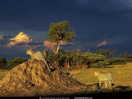  Cheetahs: Ghosts of the Grasslands