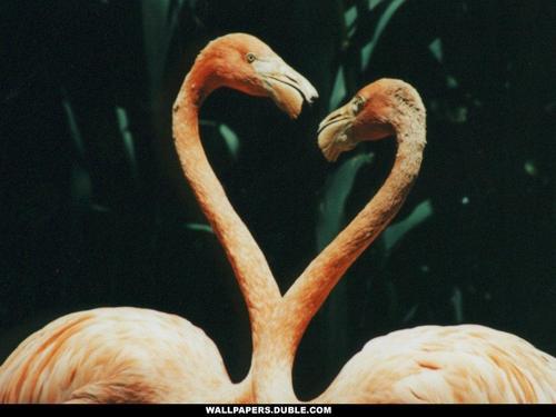 fenicottero, flamingo