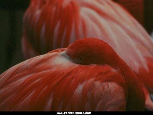 фламинго