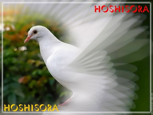  Hoshisora