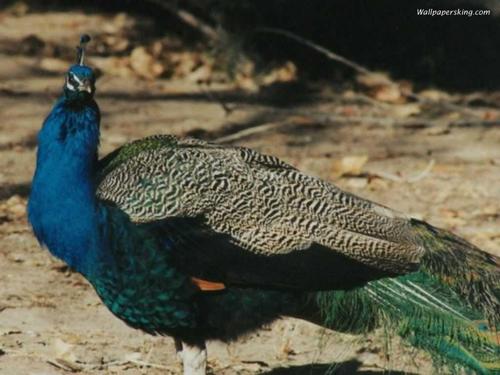  Pretty Peacock