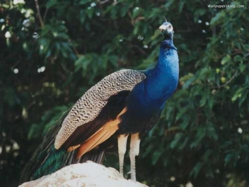  Pretty Peacock