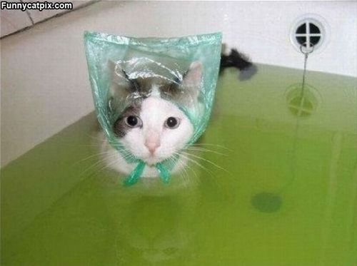  the poor cat wants its ears dry!
