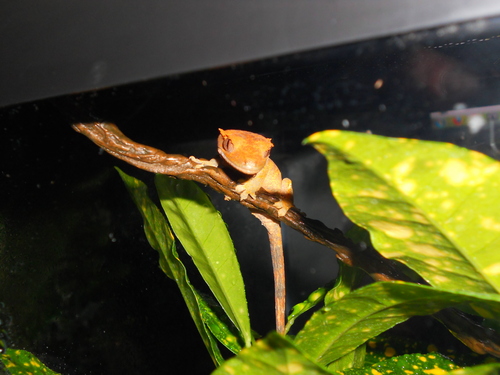  YOUNG FEMALE FLAME naranja CRESTED geco, gecko