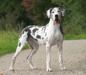 grand danois, dogue allemand