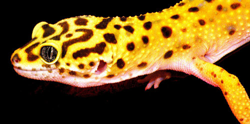  Leopard Gecko's! < 3