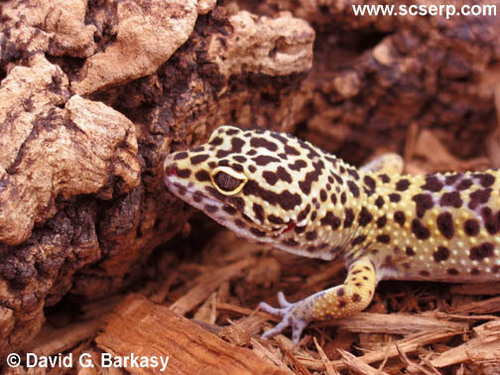  Leopard Gecko's! < 3