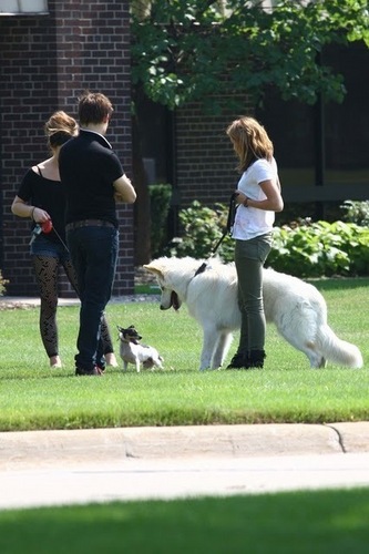  Miley Cirus and Ashley Greene walking their cachorros