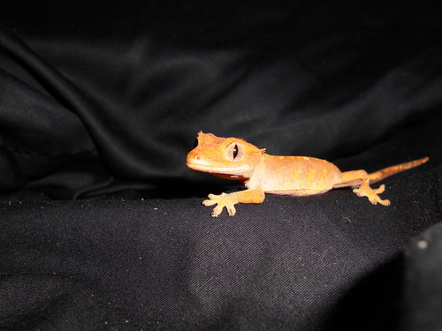  Skeeter, 8 mês old crested lagartixa, gecko