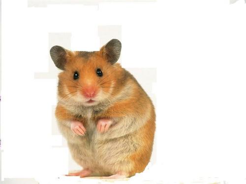  cute hamster