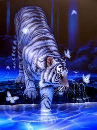  Blue tiger
