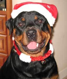  Christmas Dog