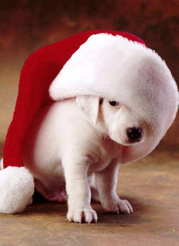  クリスマス Dog