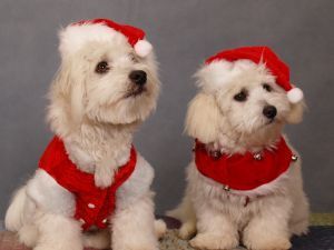  navidad perros
