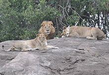Lions and Lionesses