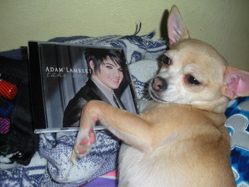 My dog holding Adam's cd <3