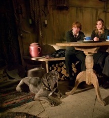 Romione - Harry Potter & The Order Of The Phoenix - Promotional Photos