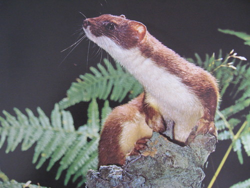  This is a stoat