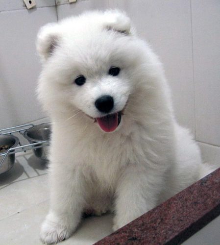  Cute As Dog!!! :D