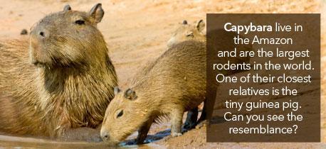  Human Rights and the Environment - Capybara