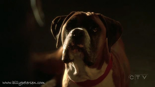  Bruno, William Petersens dog