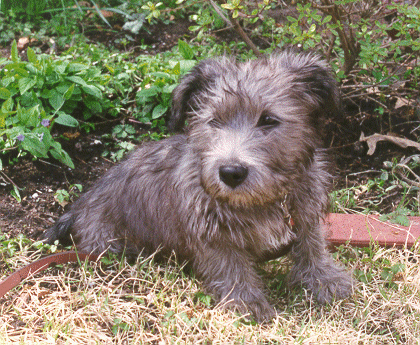  Glen of Imaal terrier