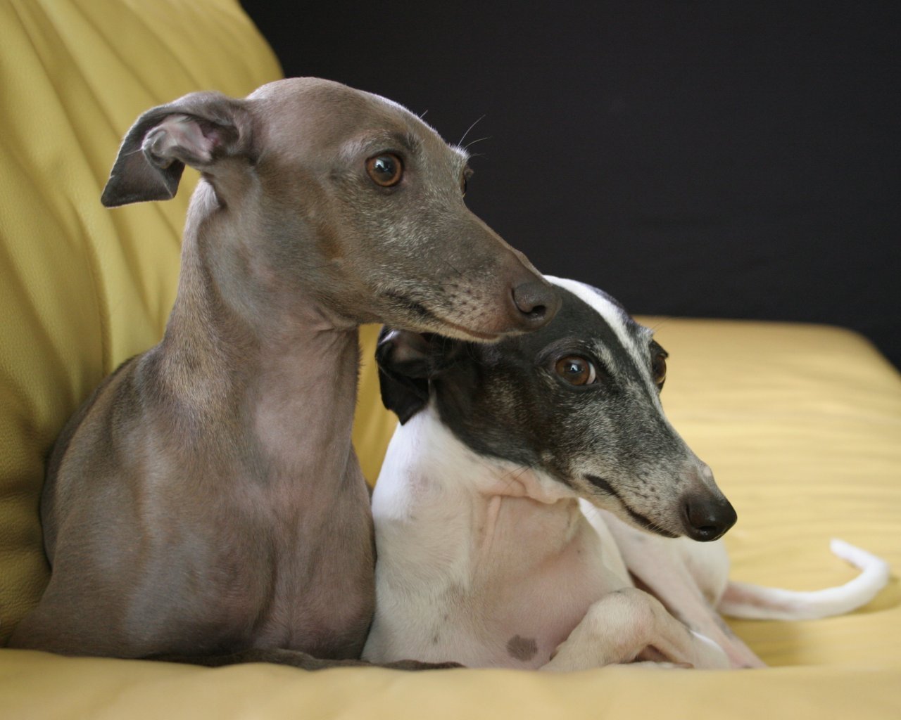 greyhound tiếng, italian greyhound, tiếng ý greyhound