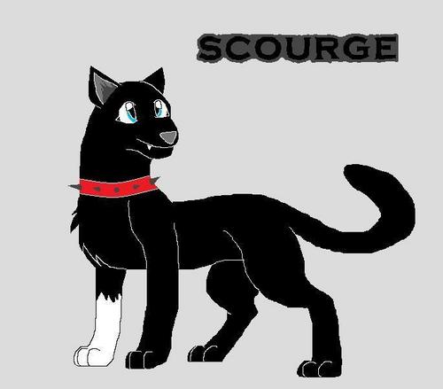  Warrior Cats scourge