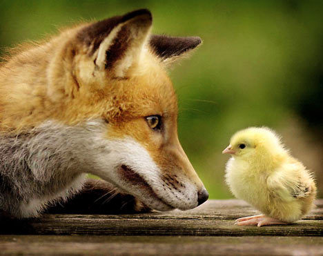  Cute cáo, fox and Chick