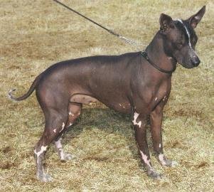 Mexican Hairless