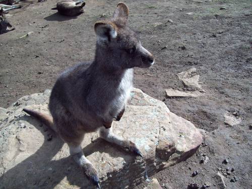  Bonorong Wildlife Park - Tasmania