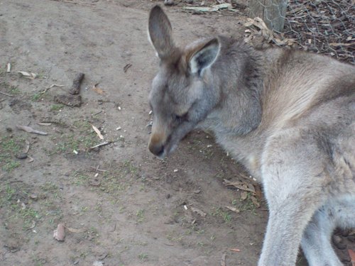  Bonorong Wildlife Park - Tasmania