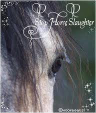 Stop Horse Slaughter Now !