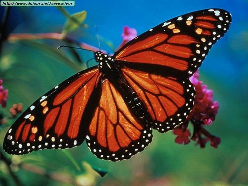  Monarch kupu-kupu