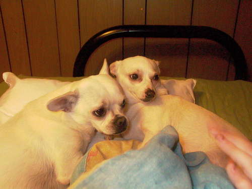  my dogs bella and edward