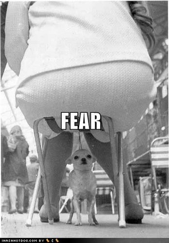  A chihuahua's worst fear