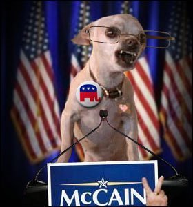  Angry McCain chihuahua