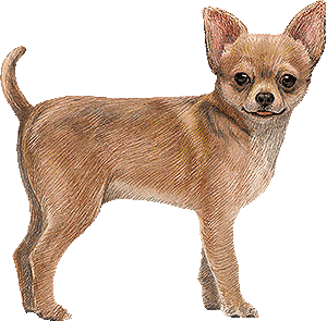 Chihuahua art
