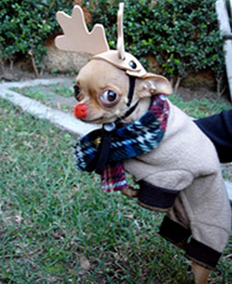 Rudolf the red-nosed chihuahua!