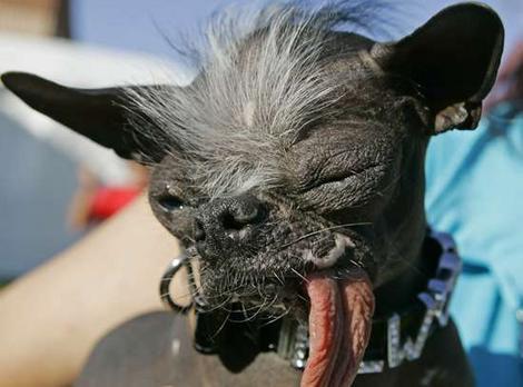  Very ugly ChihuahuaxJapinese dog breed of some sort
