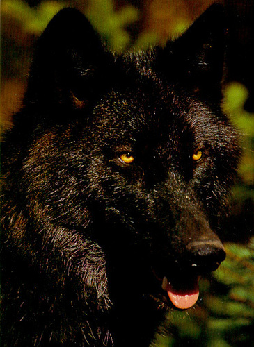  Black 狼, オオカミ