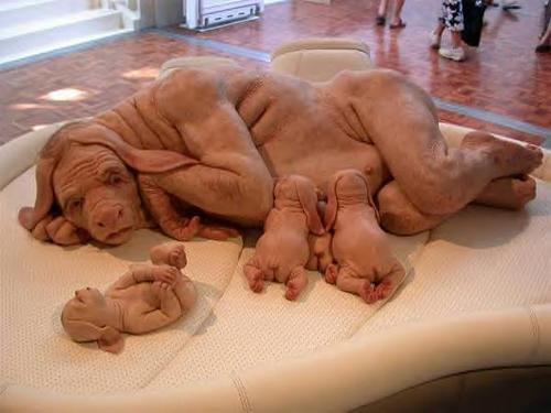  dog-human-hybrid: is it real?