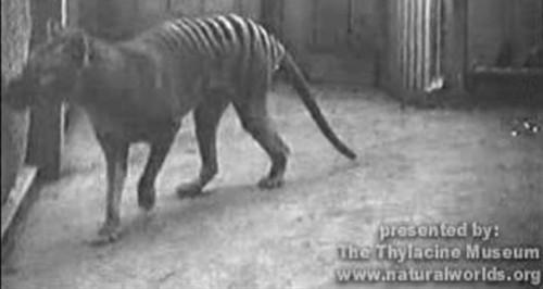  Captive Thylacine