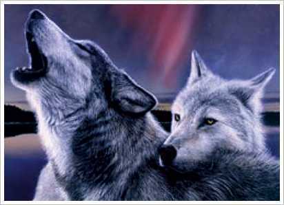 Kasey & Whinny- chó sói, sói Pair