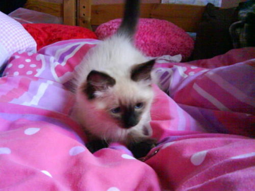  My ragdoll kitty Alfie :)