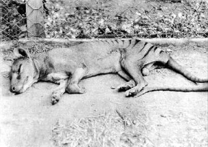 Sleeping Thylacine