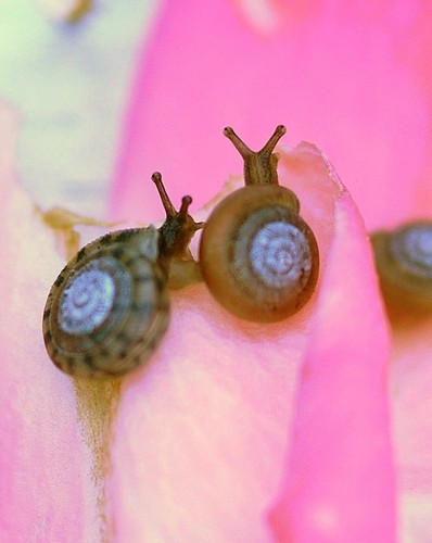  蜗牛 爱情